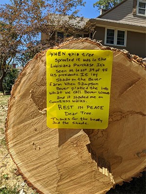 Large sawed tree trunk with a sign which reads "When this tree sprouted, it was in the Louisiana Purchase."