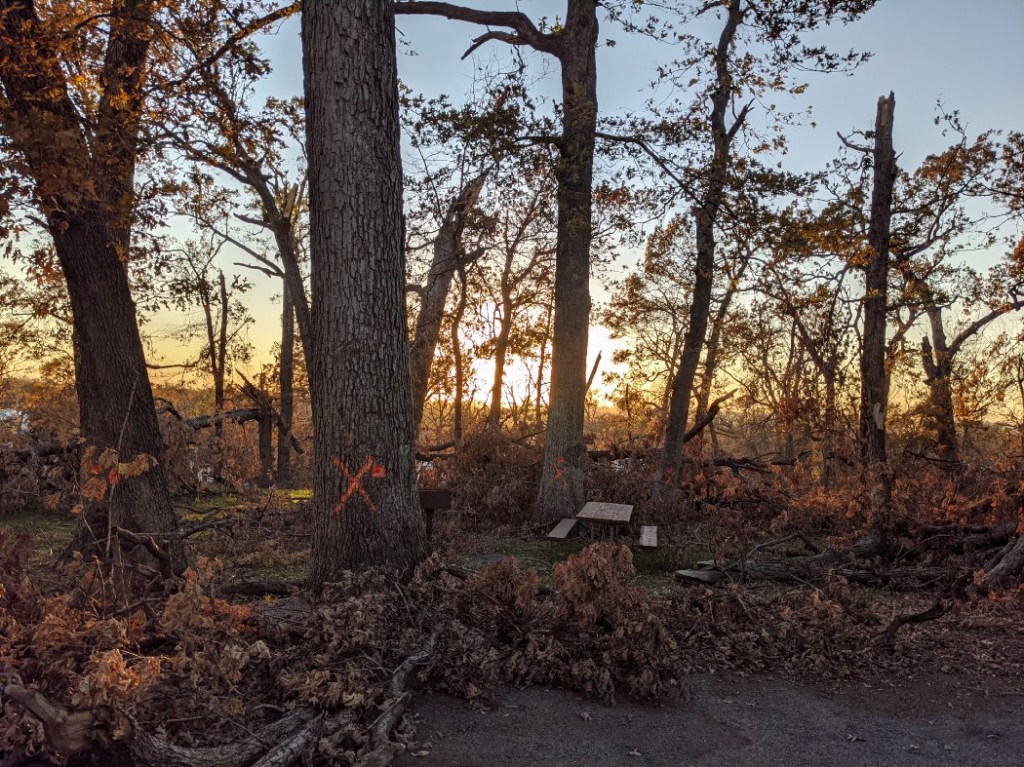a forest of damaged oak trees marked with an orange "x"