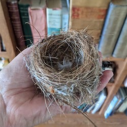 small bird's nest on the palm of my hand.