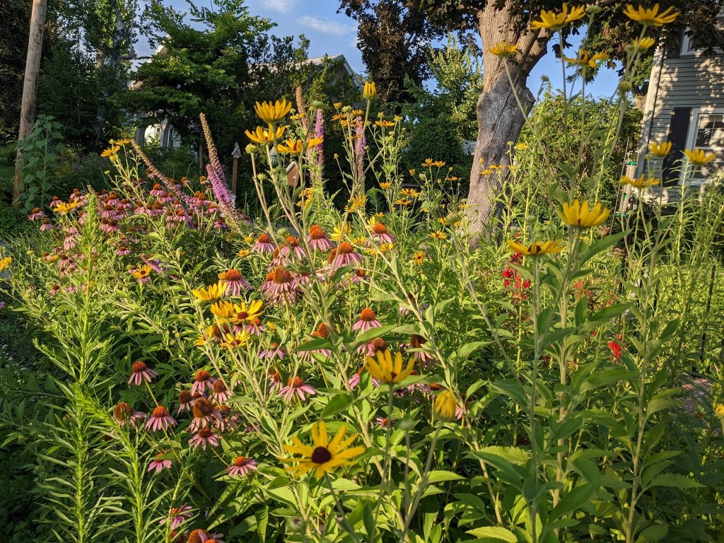a profusion of blooms of native prairie flowers including purple coneflower, sweet black eyed Susan, cardinal flower, and blazing star