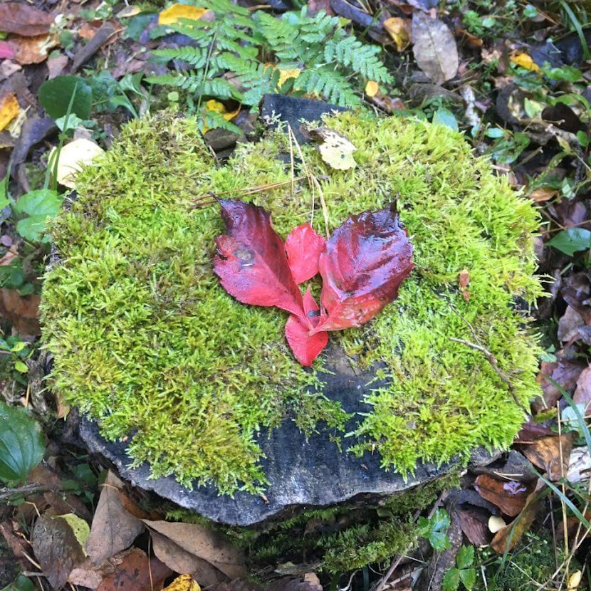 Moss covered tree stump with a scattering of red leaves in the shape of a heart.