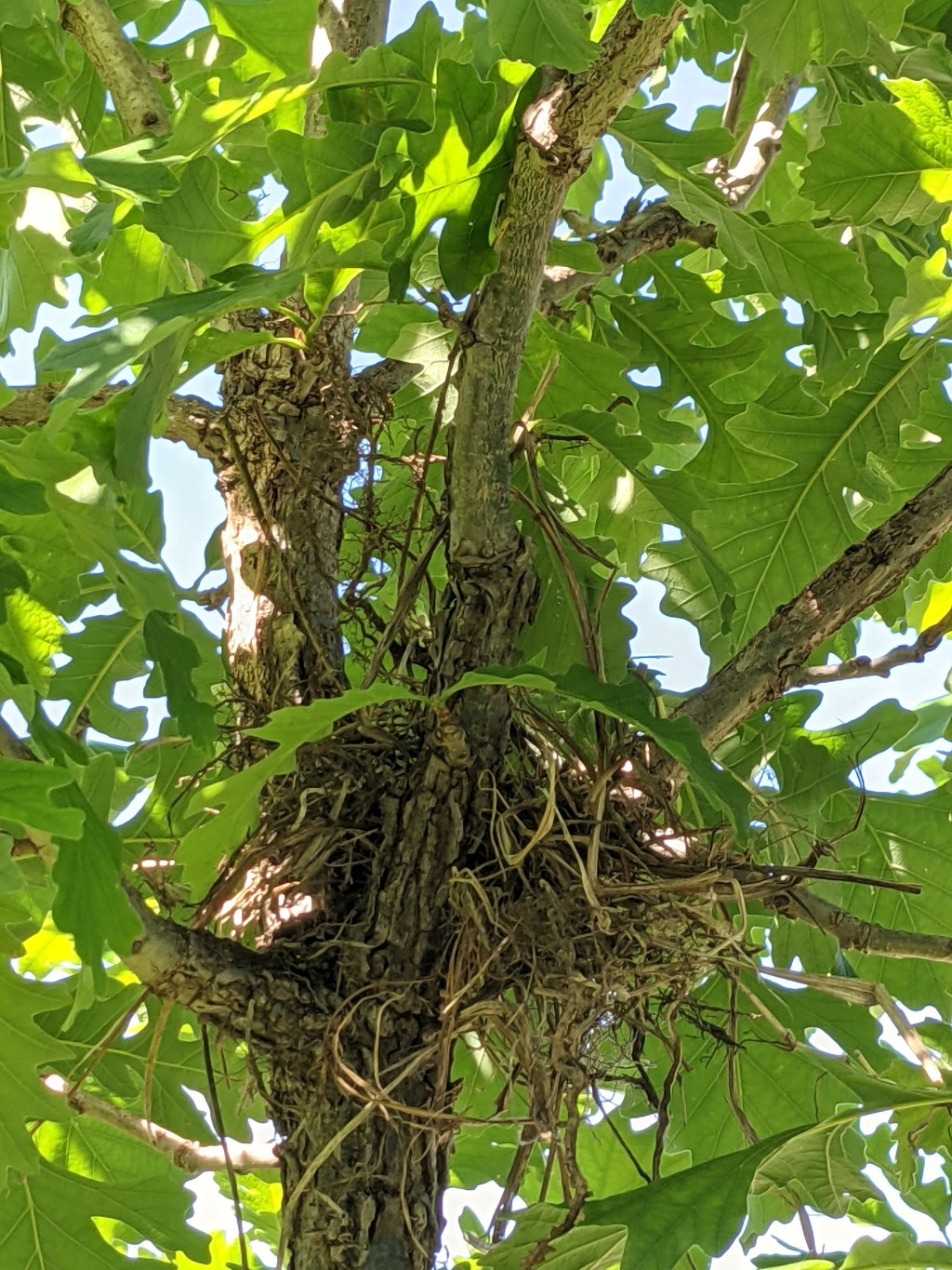 A Day in the Life of a Tree&nbsp;Mom