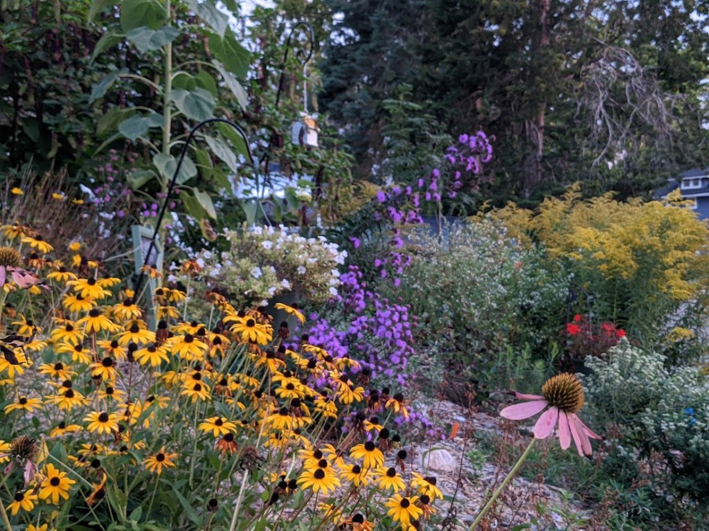 Where to Find Native Plants for Your Garden (and where not&nbsp;to)