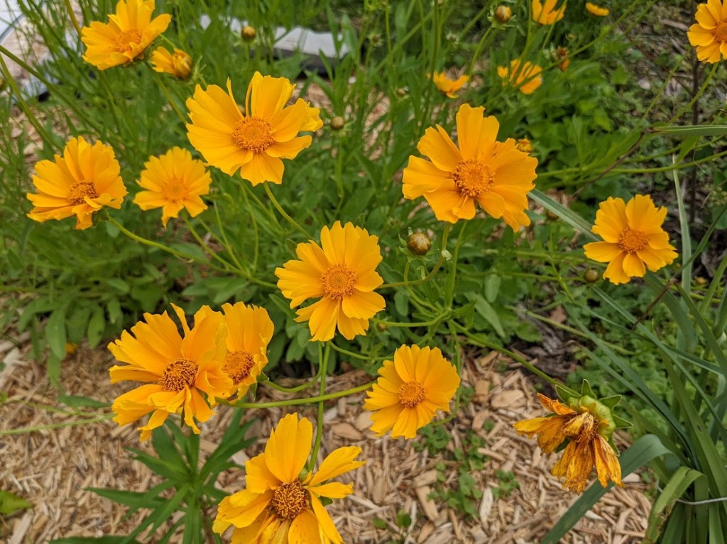 Coreopsis in bloom