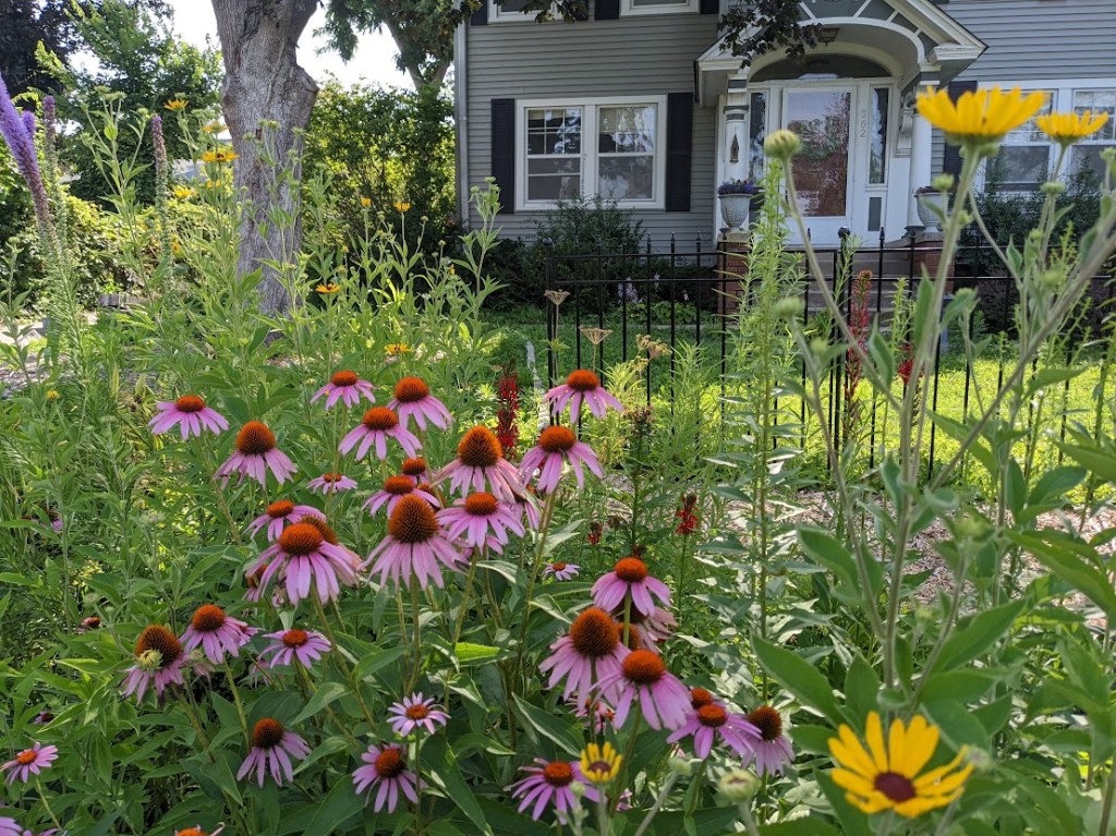 Purple coneflower and sweet black eyed susan bloom in my front yard