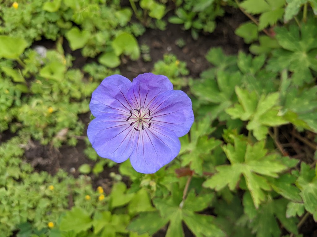 wild geranium