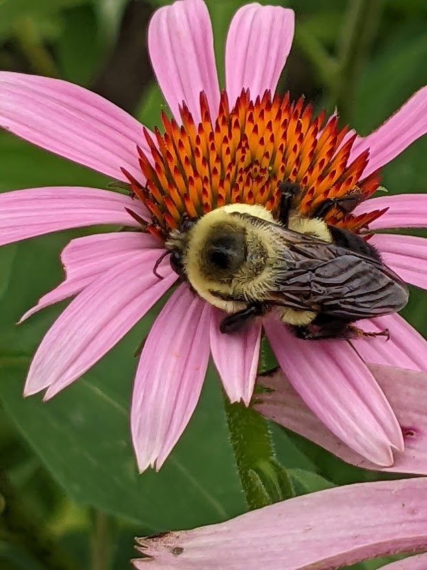 large black winged bumble bee on purple petaled flower