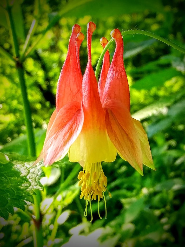 intricate many lobed blossoming flower with a blend of colors from red to yellow