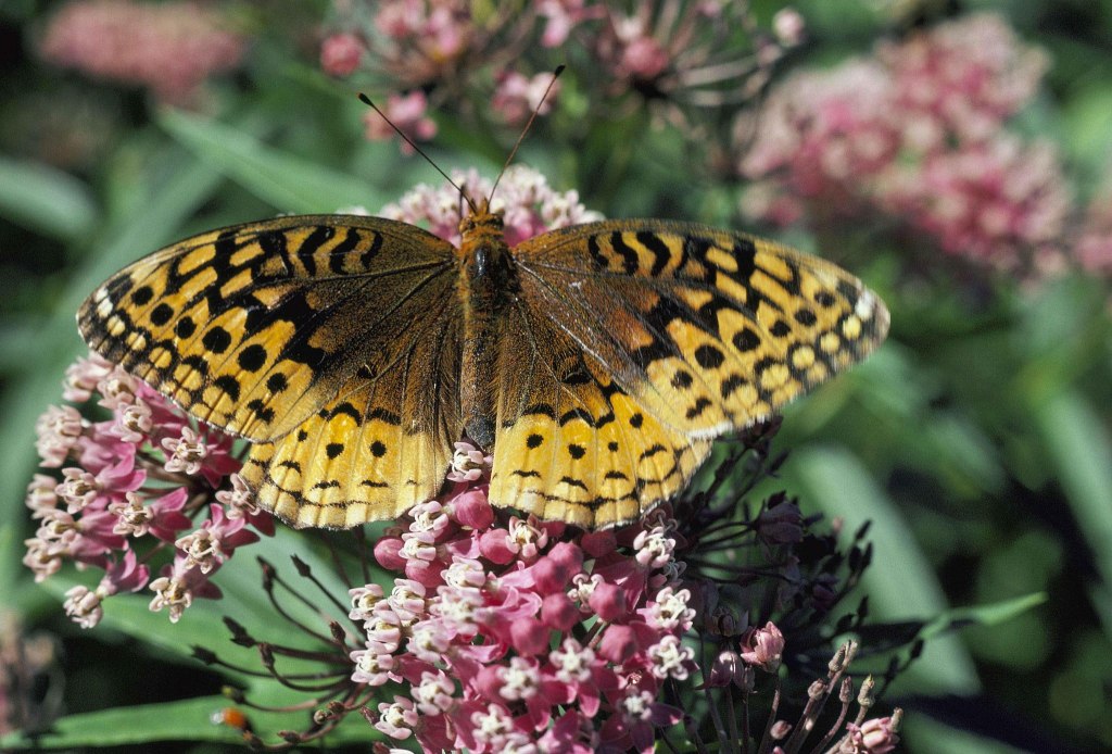 a black, brown, and yellow butterfly with a checkered spotted pattern