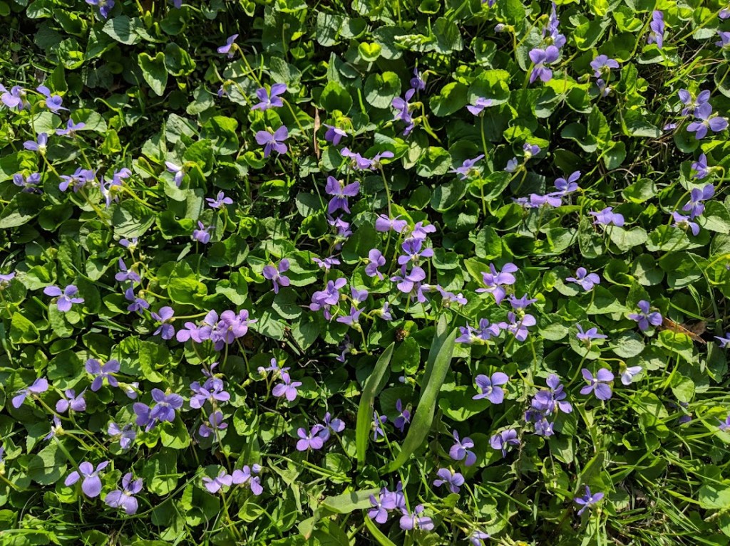 dozens of four-petaled flowers blooming on a lawn