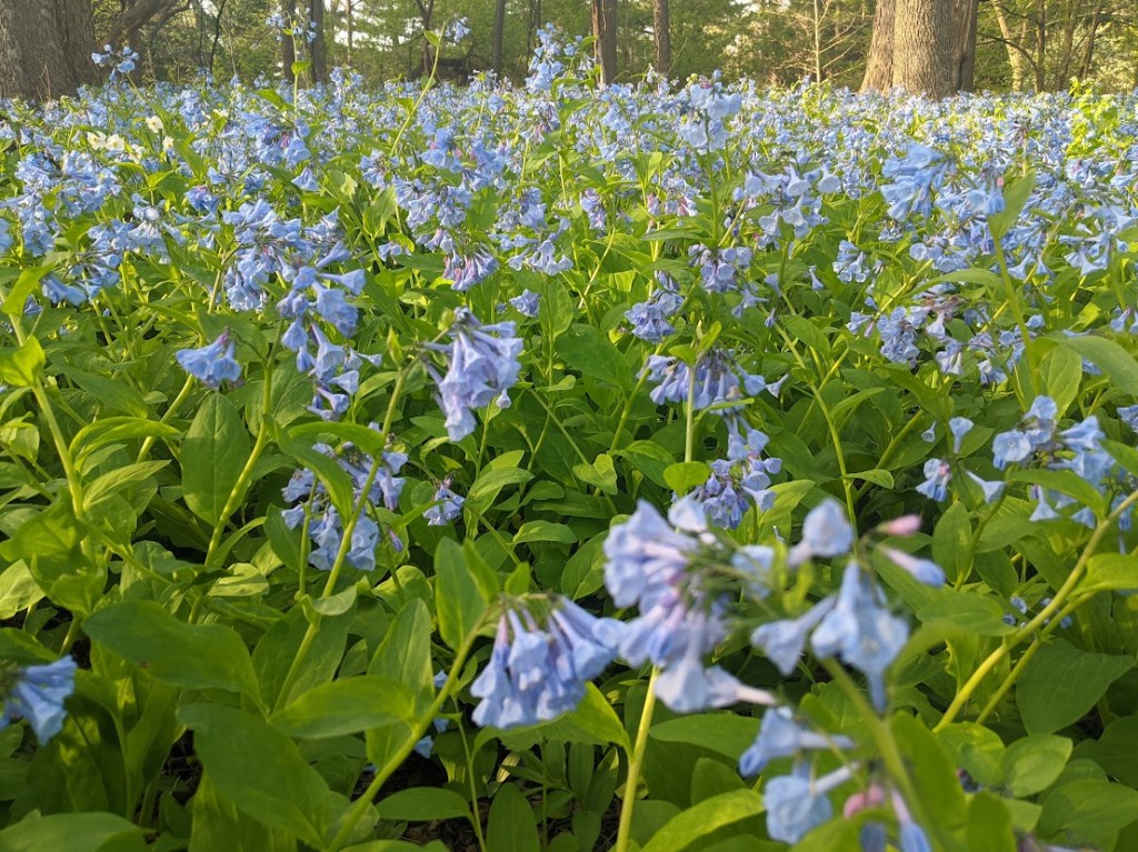 Nine Essential Spring Flowers for Your Midwestern Pollinator&nbsp;Garden