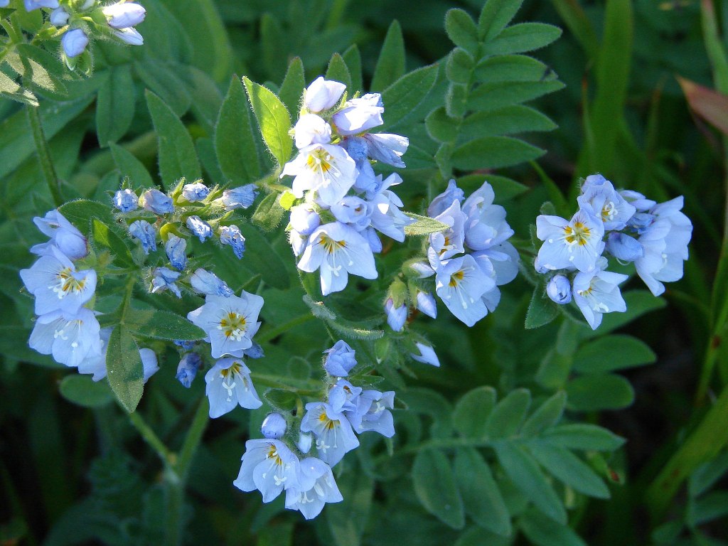 clusters of sky blue flowers with a background of ferny foliage