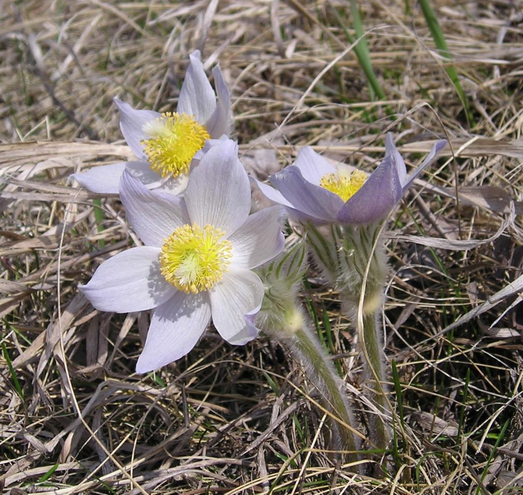 pale lavender flower with pointy petals and fuzzy stems, blooming over brown winter lawn.