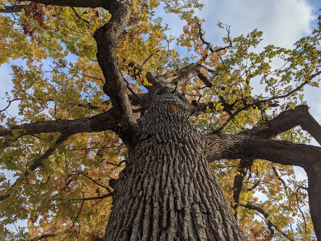 a large oak tree, viewed from the trunk, looking up at a canopy of autumn leaves