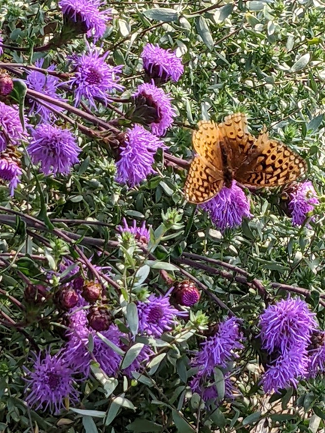 Great spangled fritillary on blazing star