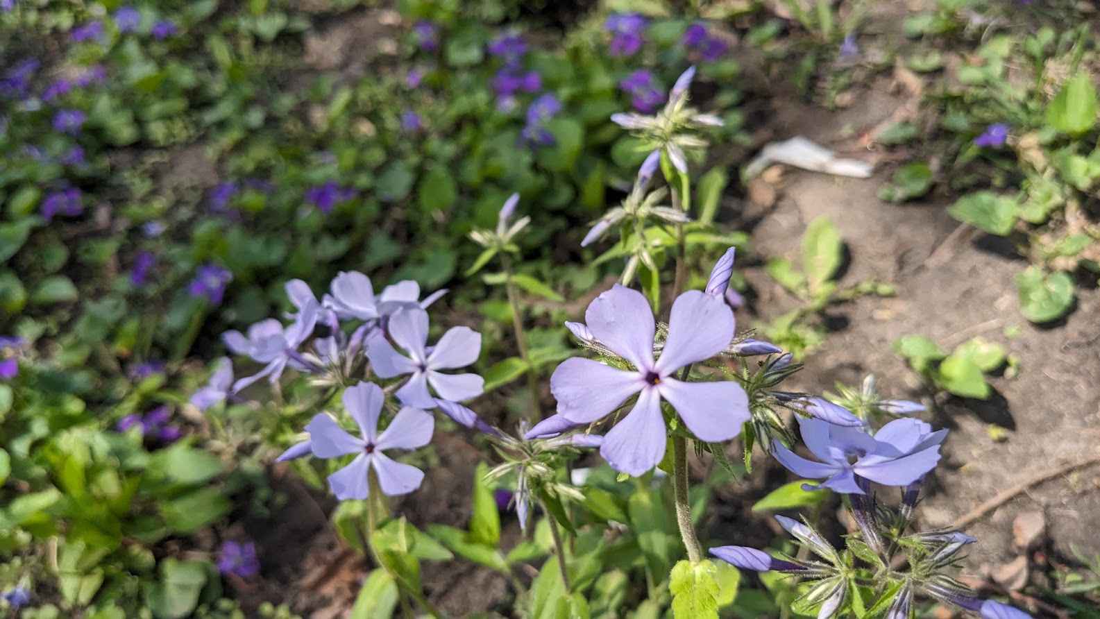 woodland phlox with a backdrop of violets