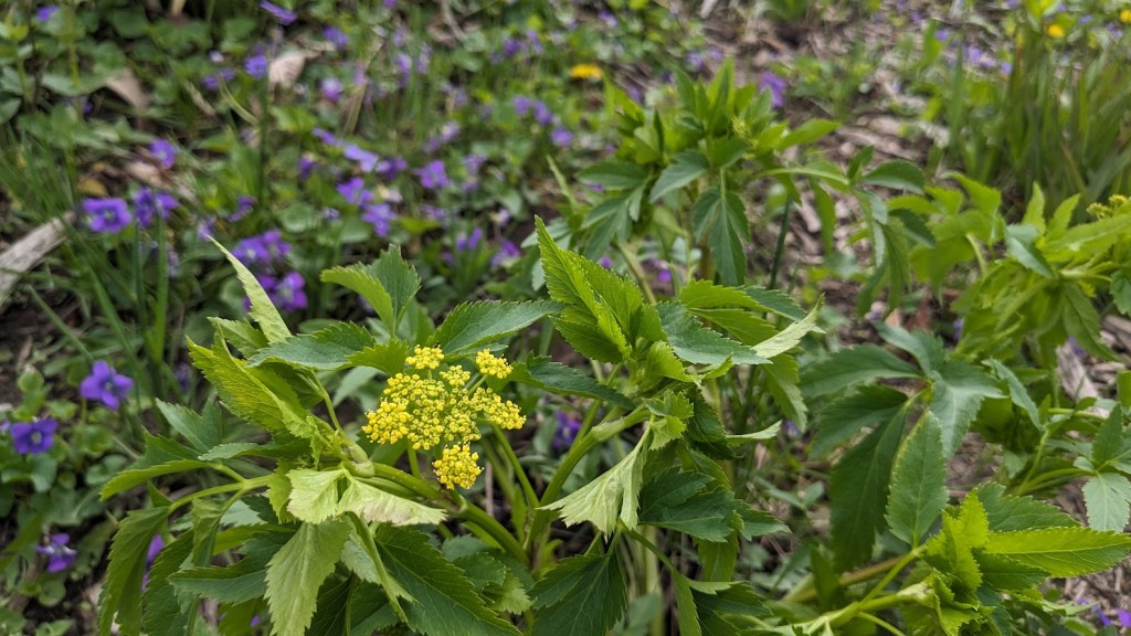 The first golden alexander bloom of the season against a backdrop of violets