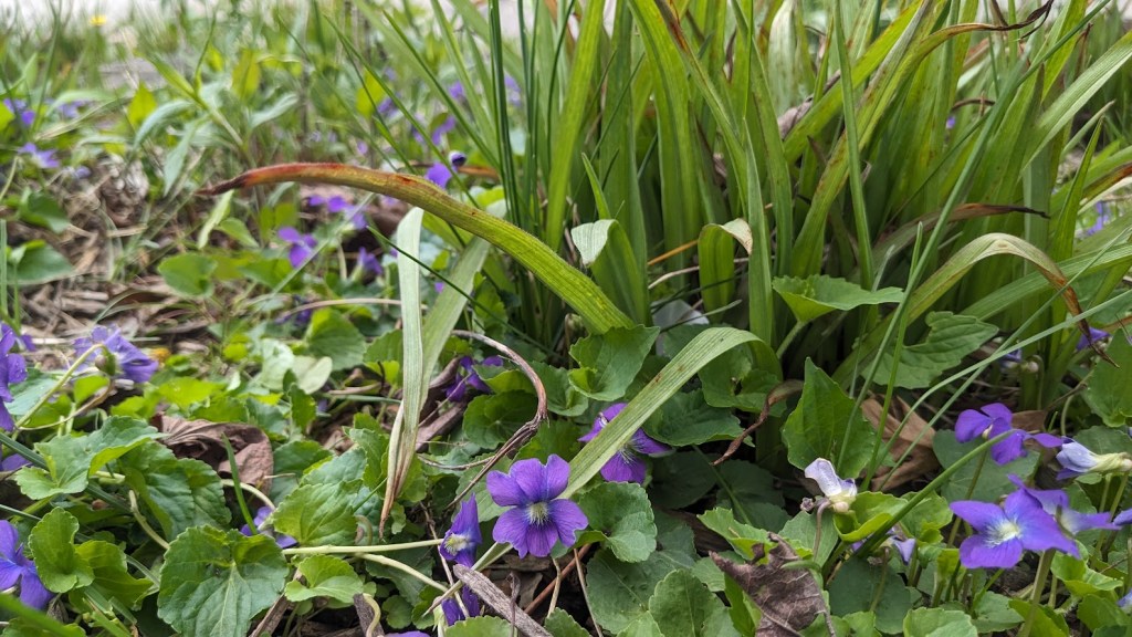 violets give way to spiderwort, a late may bloomer