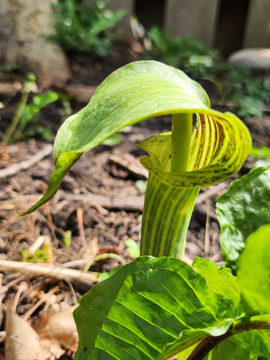 Jack in the Pulpit – A Woodland&nbsp;Wildling