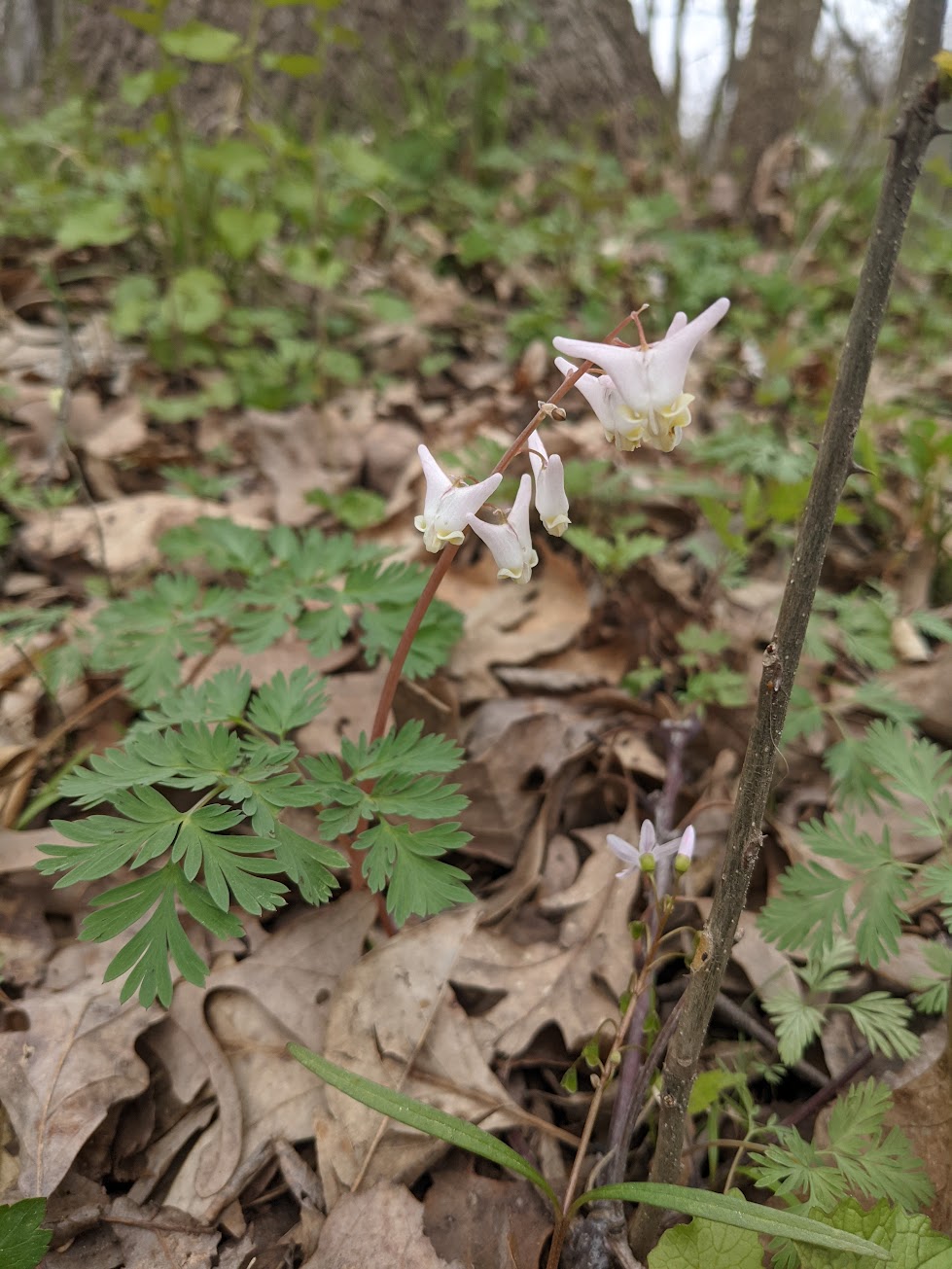 Dutchman’s Breeches: A Woodland&nbsp;Delight