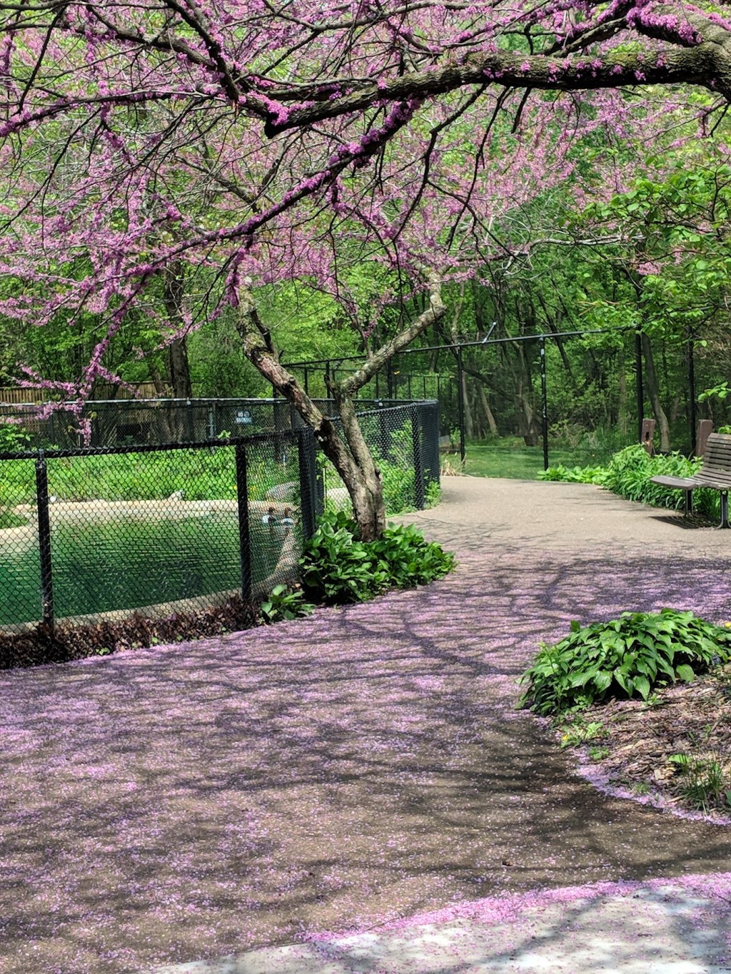 Eastern Redbud: A Harbinger of&nbsp;Spring