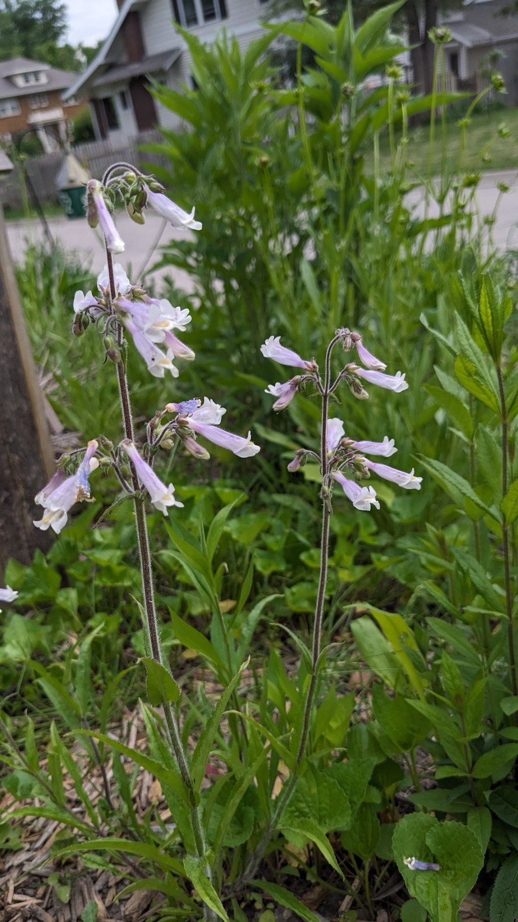 Hairy Beardtongue: A Happy Garden&nbsp;Favorite